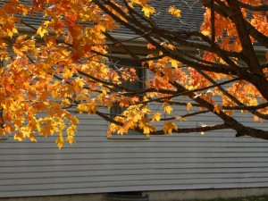 autum leaves on tree