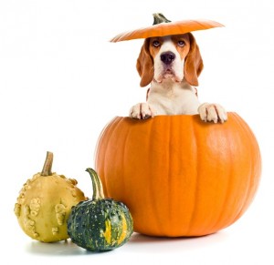 Beagle in a Pumpkin