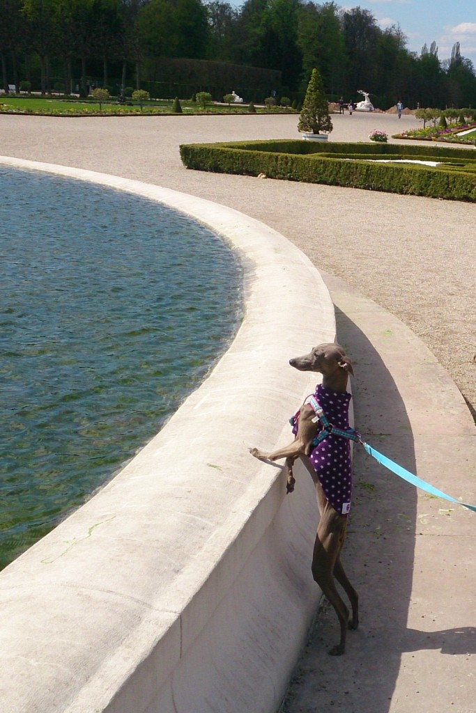 dog at fountain