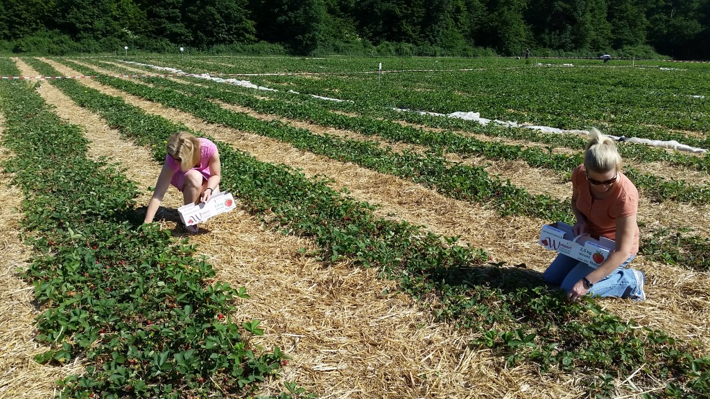 girls picking strawberries