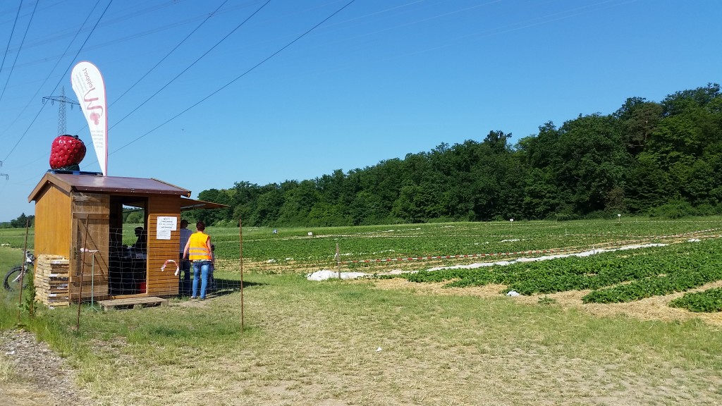 strawberry stand