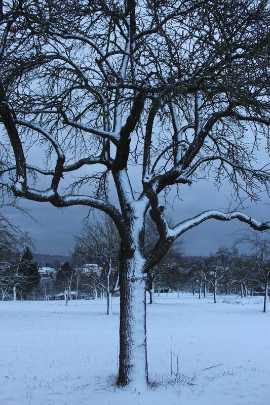 Lone Winter tree Wendy Winter fun in the Black Forest