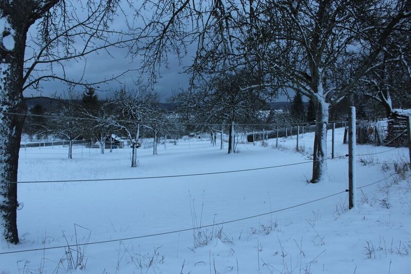 Winter scene Wendy Winter fun in the Black Forest