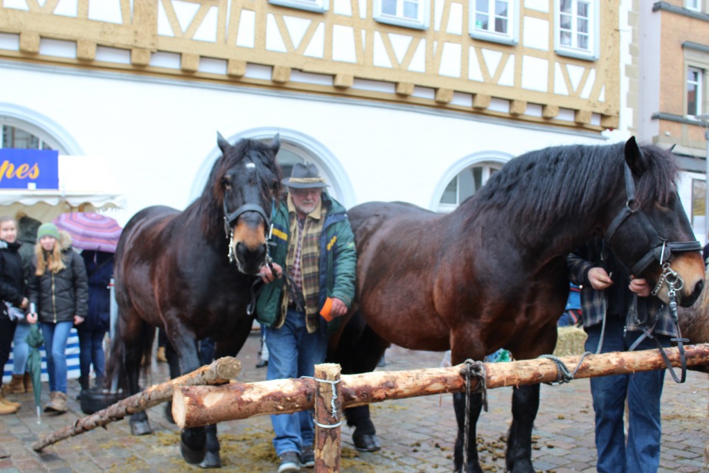 Kleisdale Wendy Leonberg Horse Market 16