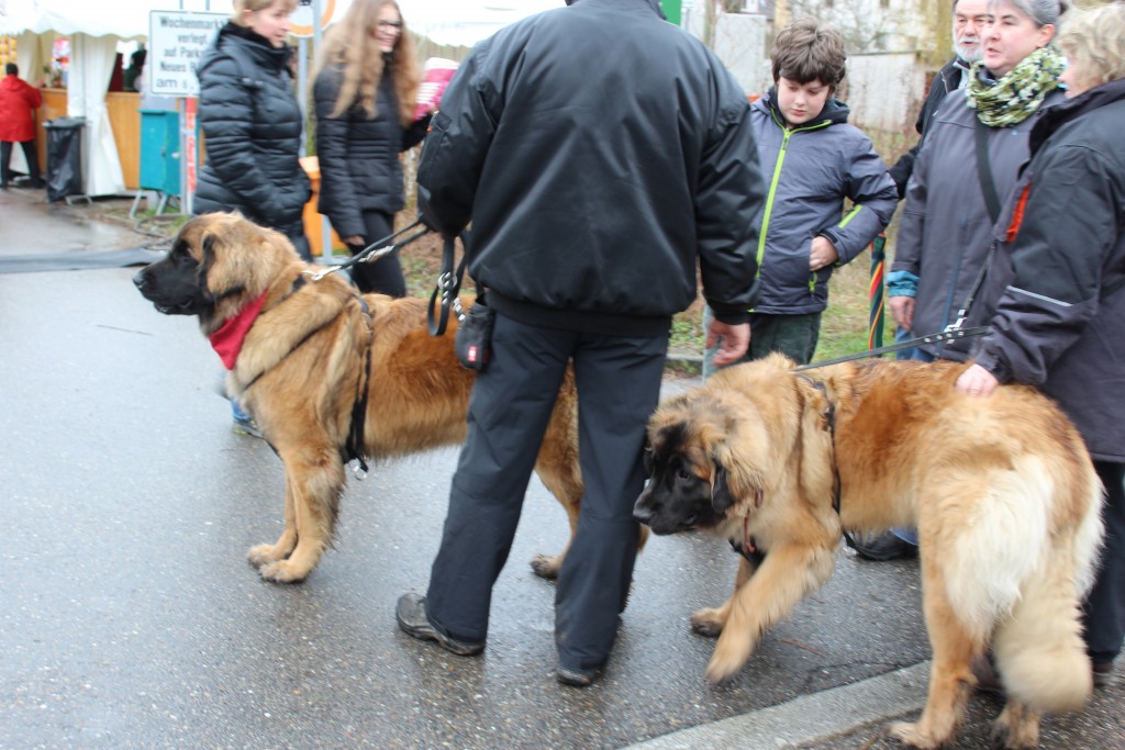 Leonbergers 1 Wendy Leonberg Horse Market 16