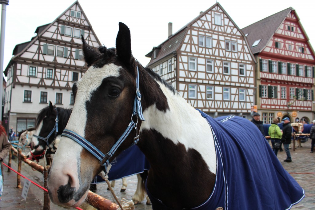 White black horse Wendy Leonberg Horse Market 16